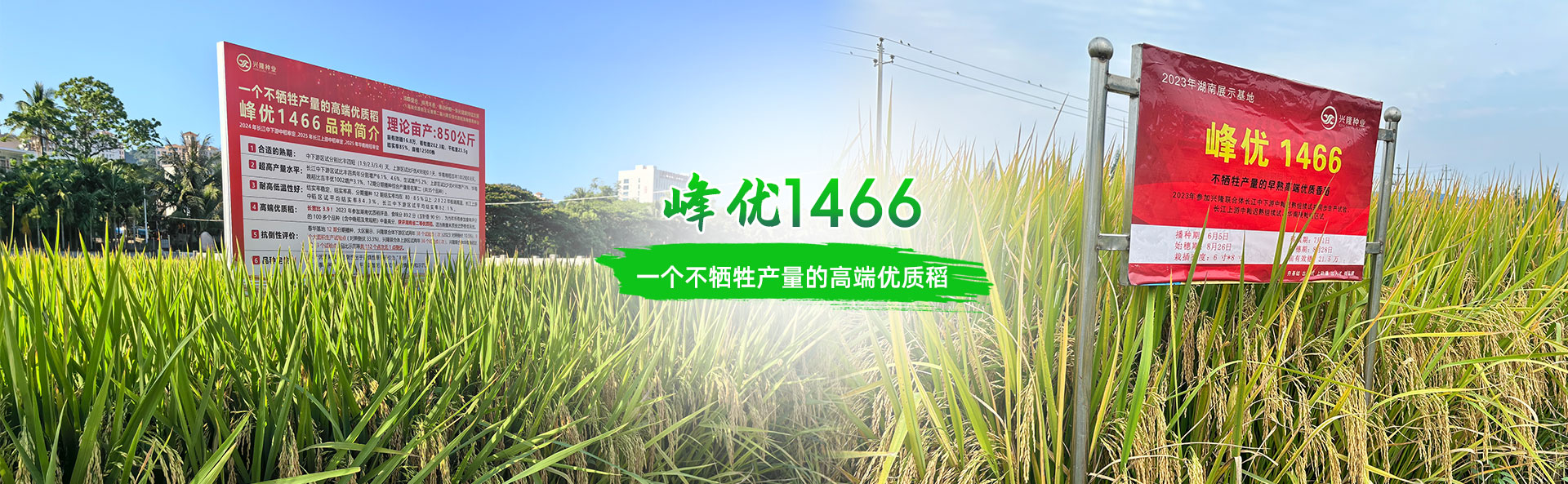 湖南興隆種業(yè)有限公司_長(zhǎng)沙稻谷種植與銷售|長(zhǎng)沙農(nóng)作物品種的選育